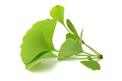 Ginkgo biloba Ginkgo biloba