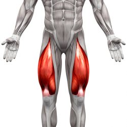 Prednji Bedreni Mišići